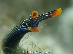 DUCK-Thuridilla gracilis by Sofia Tenggrono 